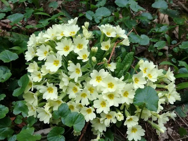 17506032 1264994196949752 350993132 n