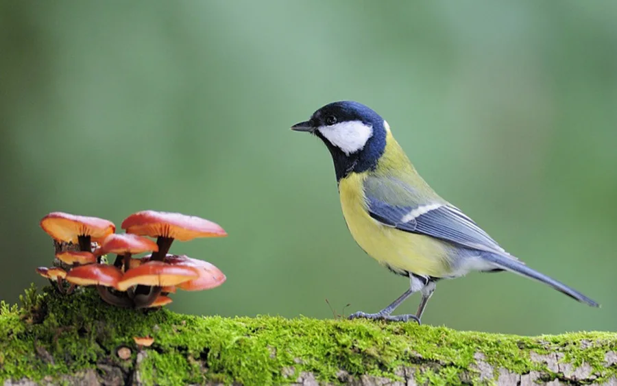 2018 Ptice predavanje