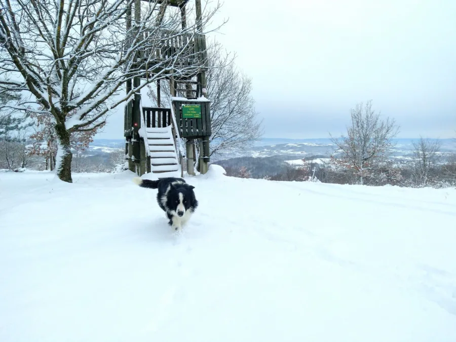 Images/myfolder/izvjesca 2021/Hrastovica/162494664 10157645232821106 5983099424549434123 o