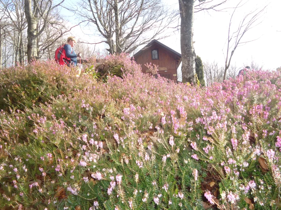 06 Suzana u cvijeću