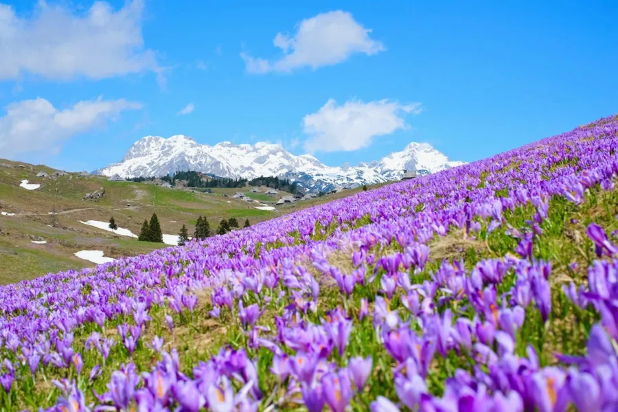 435901885 914734457113695 7938335430309054742 n